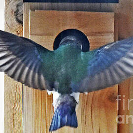 Tree Swallow Feeding Time