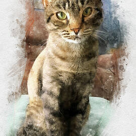 Tabby Cat Portrait - The Look by Peggy Collins