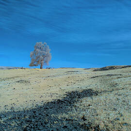 Table Mountain Lone Tree - Infrared by Mike Lee
