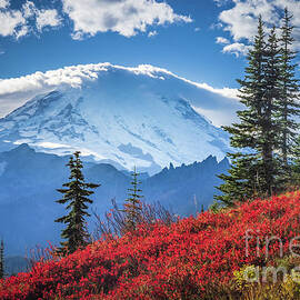 Tahoma in sea of red by Inge Johnsson