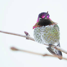 Talking Anna's Hummingbird by Peggy Collins