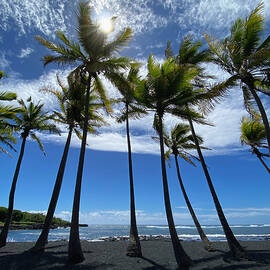 Tall Palms Preside Over The Black Sand Of Hawaii by Deborah League