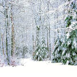 Tall Trees in Snow by Susan Buscho