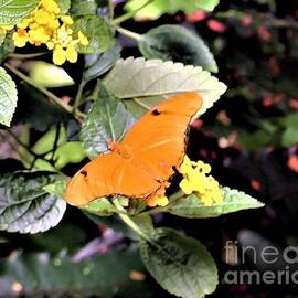 Tangerine Butterfly by Mindy Newman