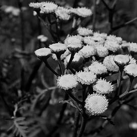 Tansy flowers, Tanacetum vulgare - black and white photo  by Nicko Prints