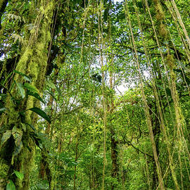 Tarzan Style Vines in Costa Rican Jungle by Leslie Struxness