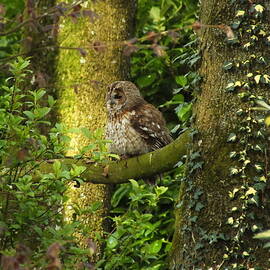 Tawny Owl in the Woods by James Dower