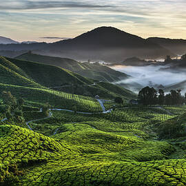 Tea Plantation at Dawn by Dave Bowman