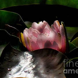 Teardrops On The Water Lily by Tami Quigley