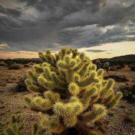 Teddy Bear Cholla - Anza Borrego by Peter Tellone