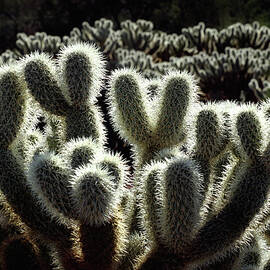 Teddy Bear Cholla Cactus Shining In The Arizona Sun by Douglas Taylor