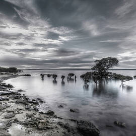 Tenby Point Mangroves by Bette Devine