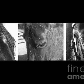 Tennessee Walking Horse Eyes