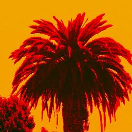 Tequila Sunrise Palm by Troy Wilson-Ripsom