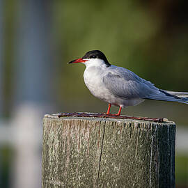 Tern at the Shore by Erin O'Keefe