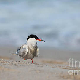 Tern by Jeannette Hunt