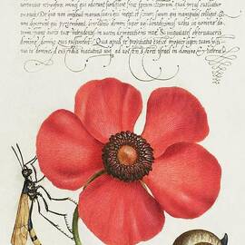 Terrestrial Mollusk, Poppy Anemone, and Crane Fly by Jon Jamie