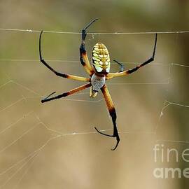Texas Barn Spider by Craig Wood