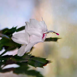 Thanksgiving Cactus Bloom in March by Marilyn DeBlock