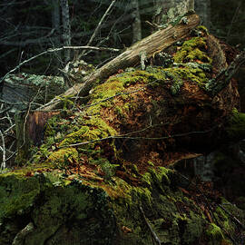 That Mossy Place by Sue Capuano