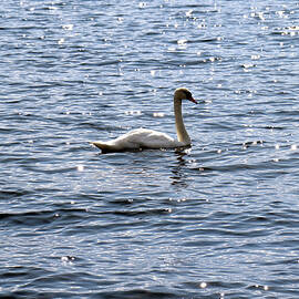 The Amazing Mute Swan