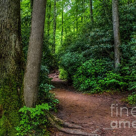 The Appalachian Trail by Shelia Hunt