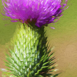 The Beauty of a Thistle  by Kathy Clark