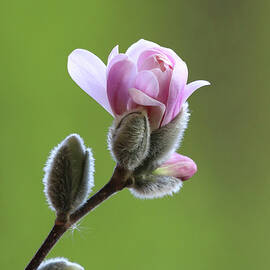 The Beauty of Spring Blooms by Trina Ansel