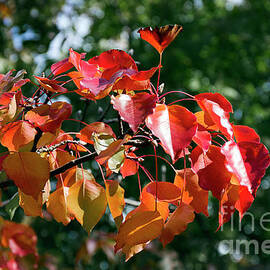 The Best of Autumn by Elaine Teague