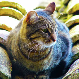 The Calcata's cat on the roof by Soraya D'Apuzzo