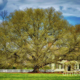 The Colonial Williamsburg Compton Oak by Lois Bryan