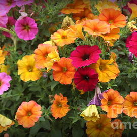 The Colors of Summer - Pretty Pansies by Dora Sofia Caputo