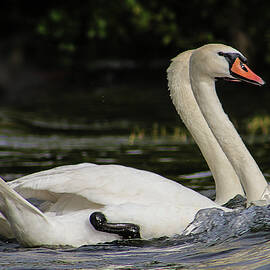 The Couple Romantic Swans  by Soraya D'Apuzzo