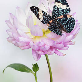 The Dahlia and Butterfly by Linda D Lester