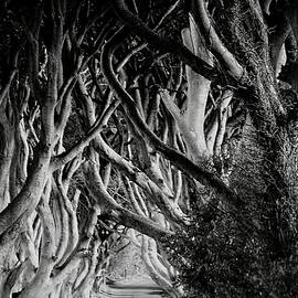 The Dark Hedges In Mono  by Neil R Finlay