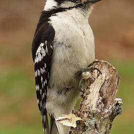 The Delightful Downy Woodpecker by Rebecca Grzenda