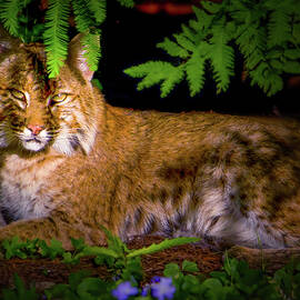 The Elegant Bobcat by Mark Andrew Thomas