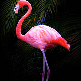The Elegant Flamingo by Mark Andrew Thomas