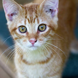 The Eye of the Tiger Orange Tabby Kitten Stare by Kathy Clark