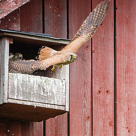 The female Kestrel delivered a fresh meal and the nestlings shou by Torbjorn Swenelius