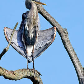 The Flasher by Marcia Colelli