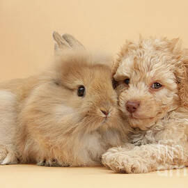 The Fluffy Toys are Real by Warren Photographic