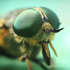 The Fly by Acryl Art Fotografie Kristin Pfeiffer