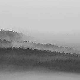 The Foggy Forest by Martin Vorel Minimalist Photography