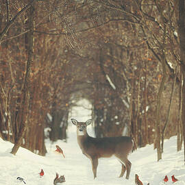 The Forest of Snow White by Carrie Ann Grippo-Pike