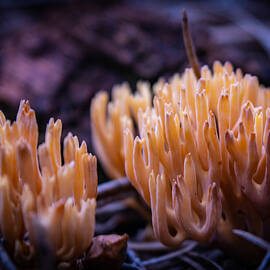 The Forest Reef by Bonny Puckett