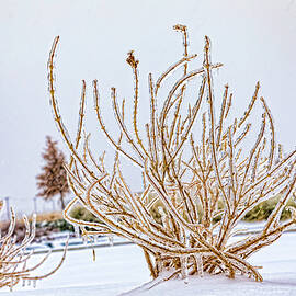 The Freeze by Kelley King