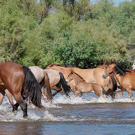 The Galloping Foal. by Paul Martin