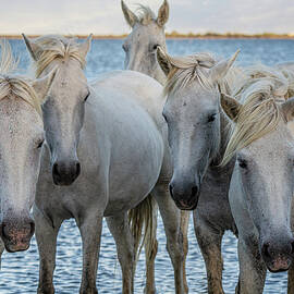 The Gang by Chris Lord