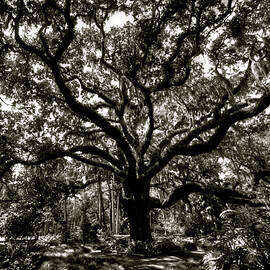 The Giant Oak by Robert Douglas Dalles
